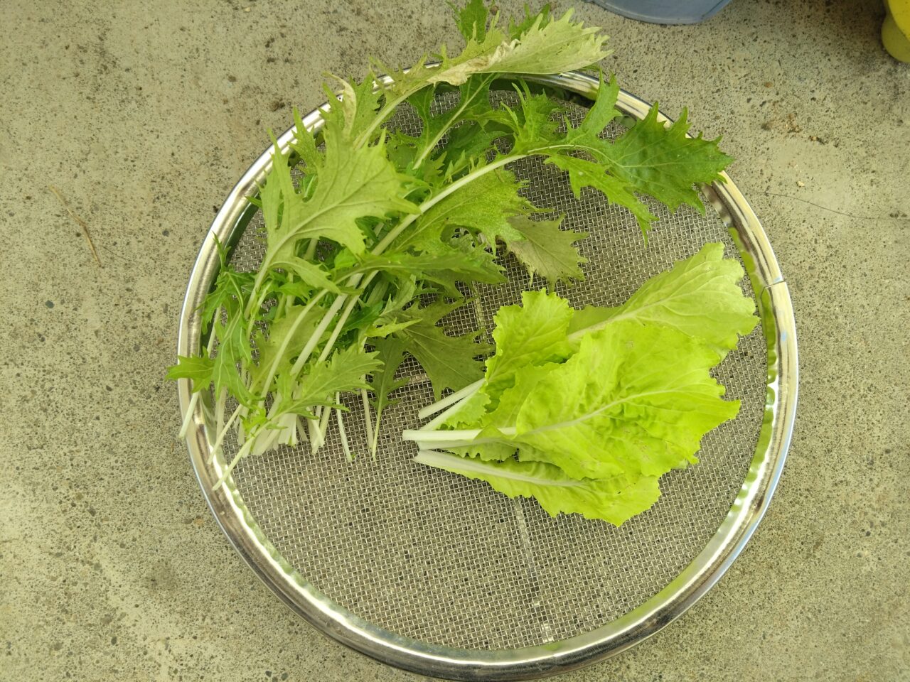 アイキャッチ画像　収穫した野菜
