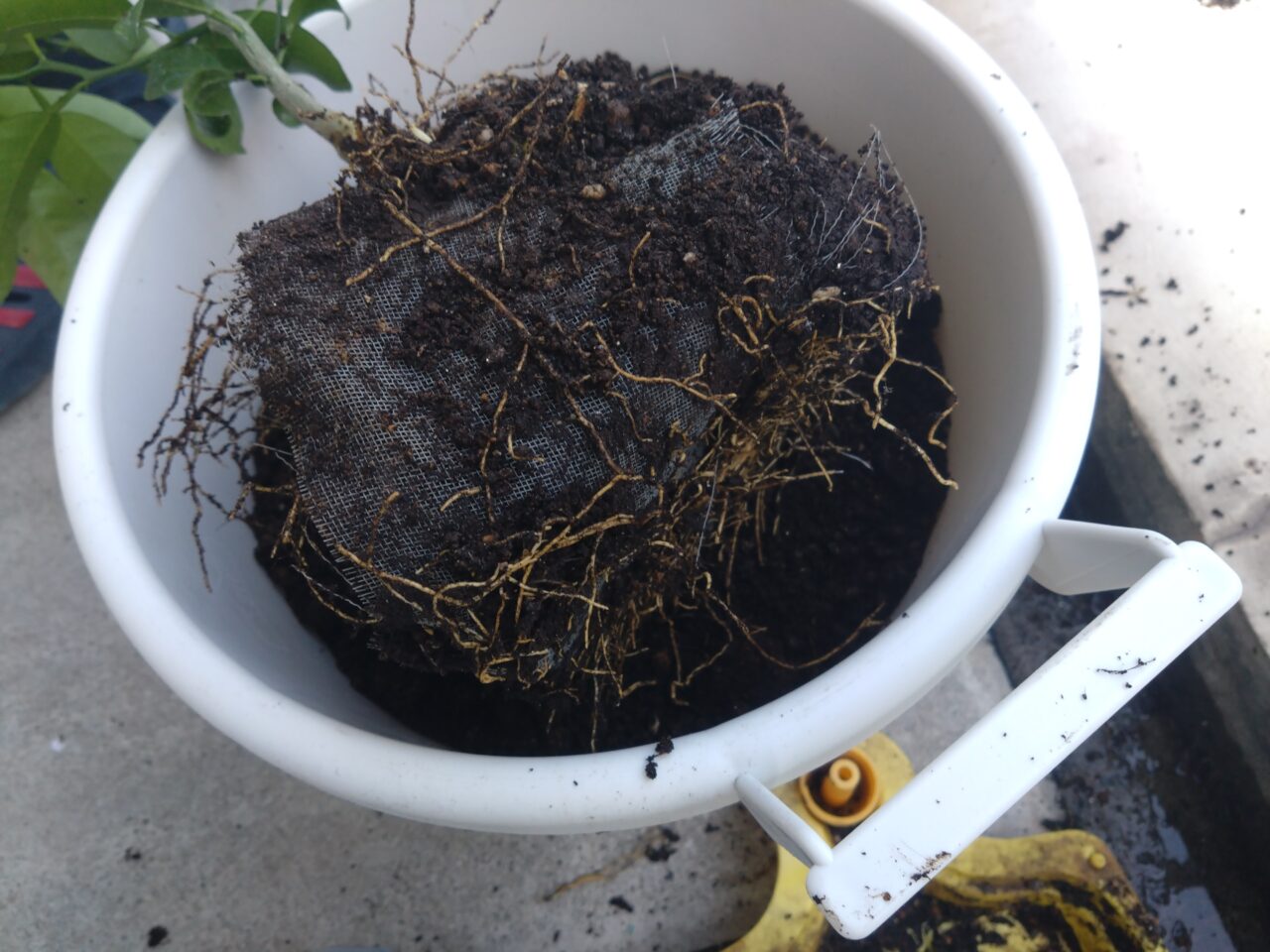 鉢からポコッと取れた状態のデコポンの根と土。土が持ち上ゲラれるほど、根が詰まっていた。