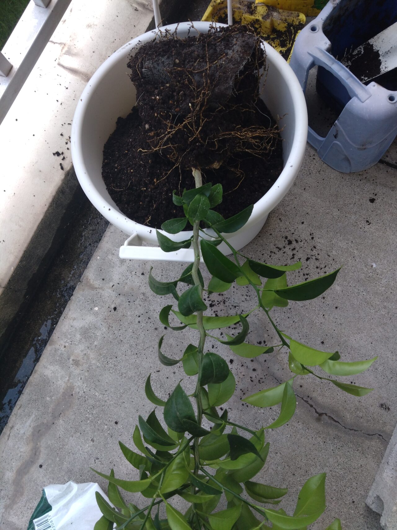 植え替え用の鉢の上に土がこぼれないように寝かせて置かれたデコポン