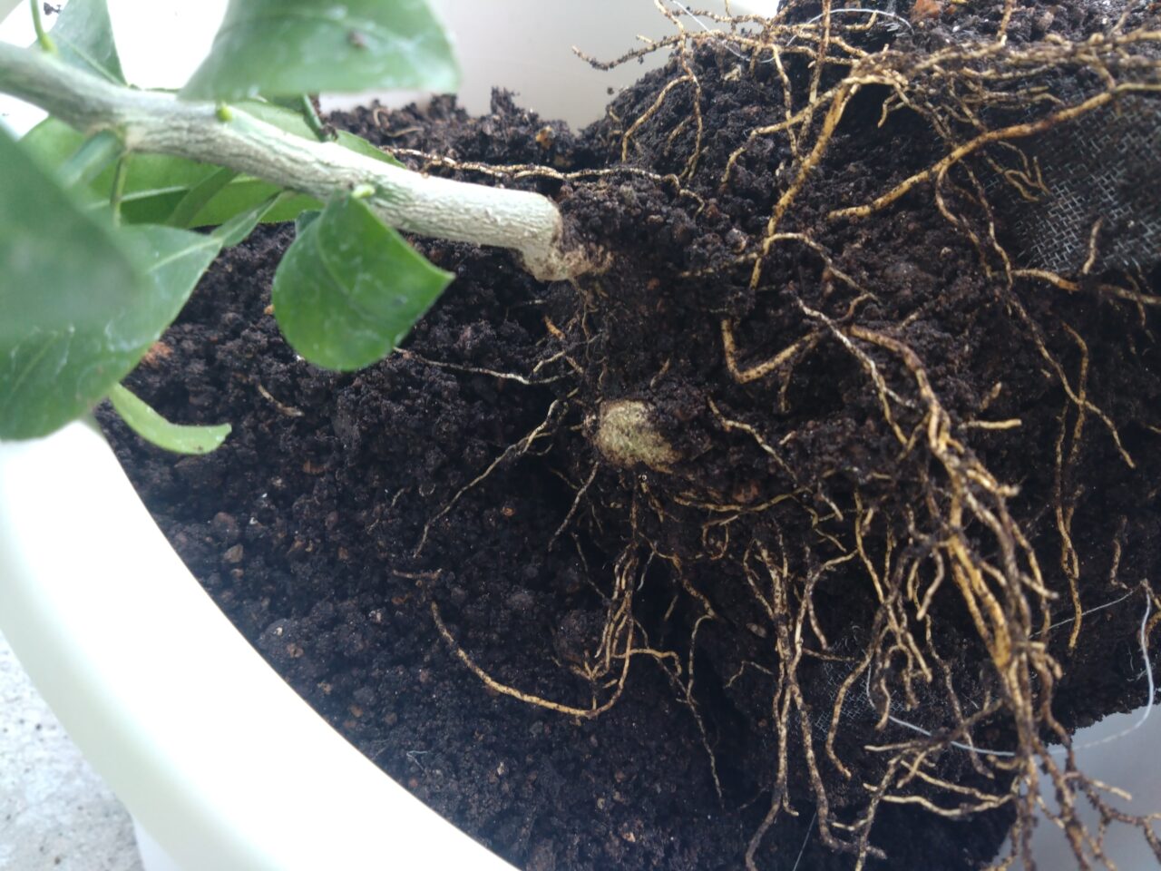 デコポンの根元部分のアップ画像。細い根っこの向こう側にぐるりとねじれた幹が見れる