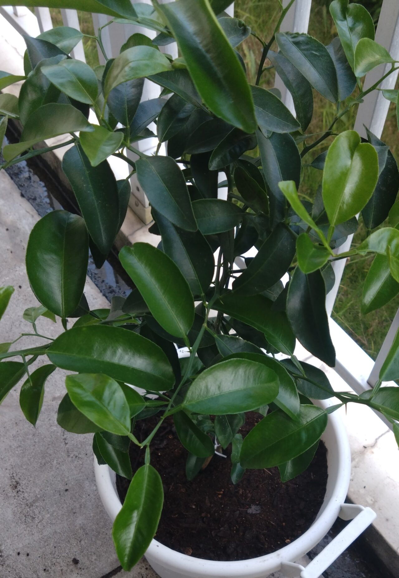 バケツのような植木鉢（白いプラ）に植え替えたデコポンを斜め上から撮った写真