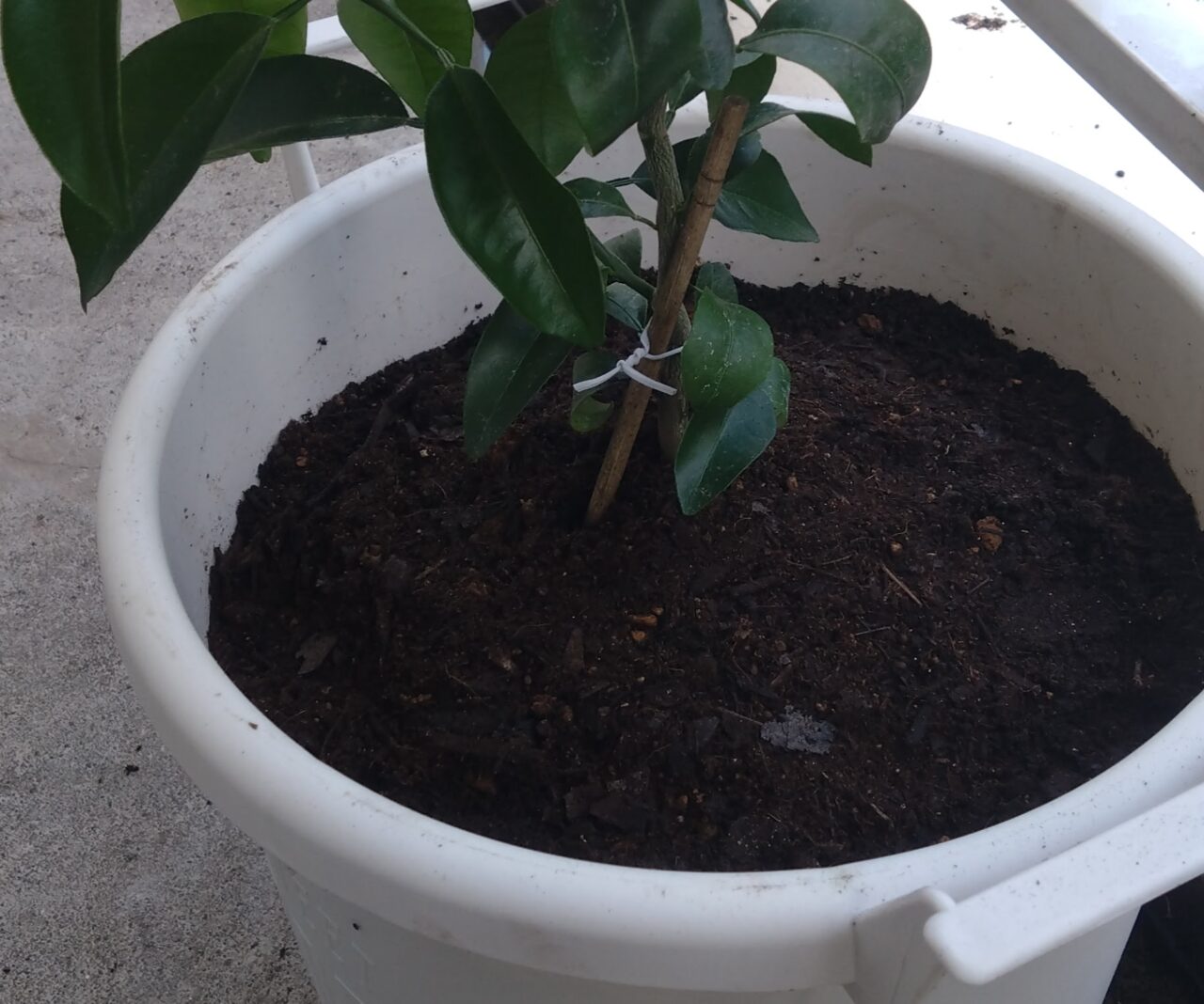 植え替えたデコポンの根元部分に添え木をしている