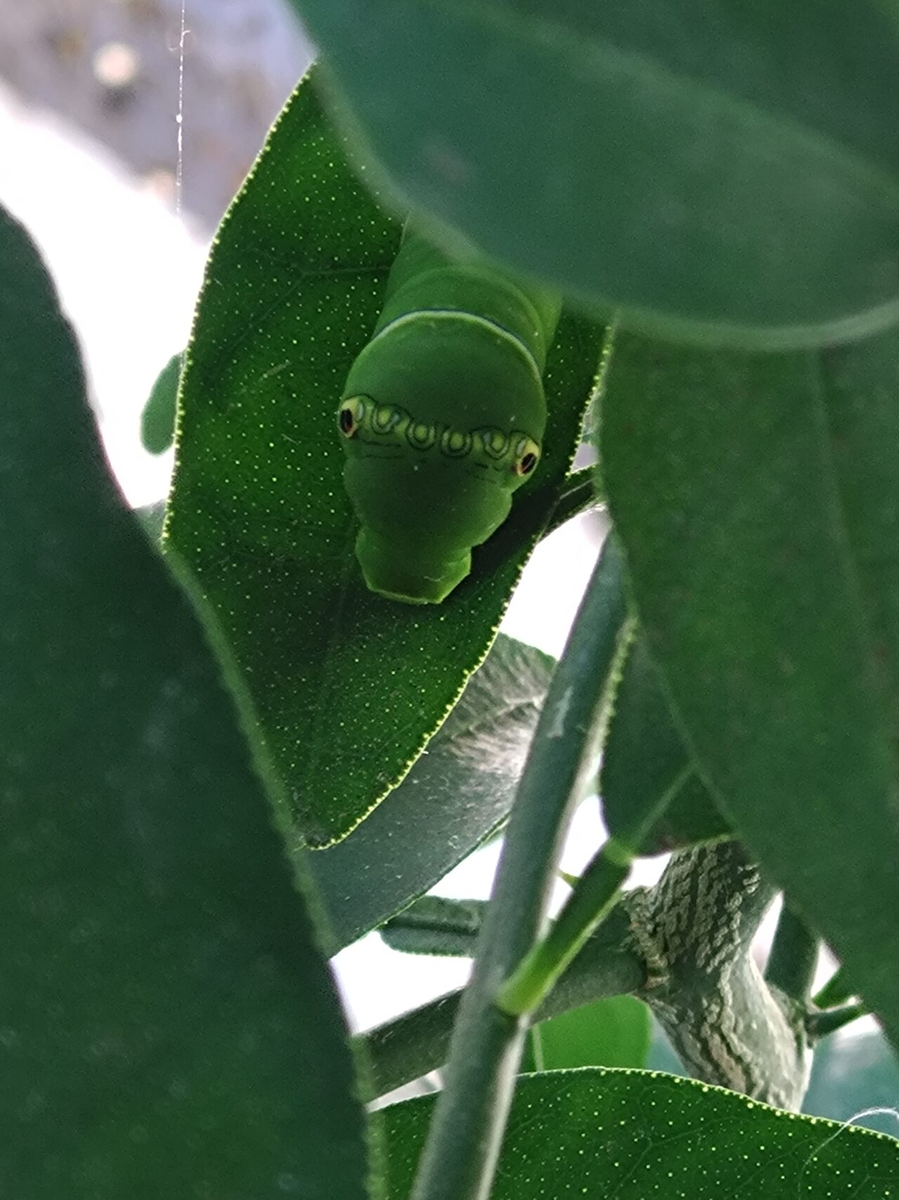 デコピンの上にナミアゲハの５齢幼虫。きれいな黄緑色をしていて、義眼がついています。