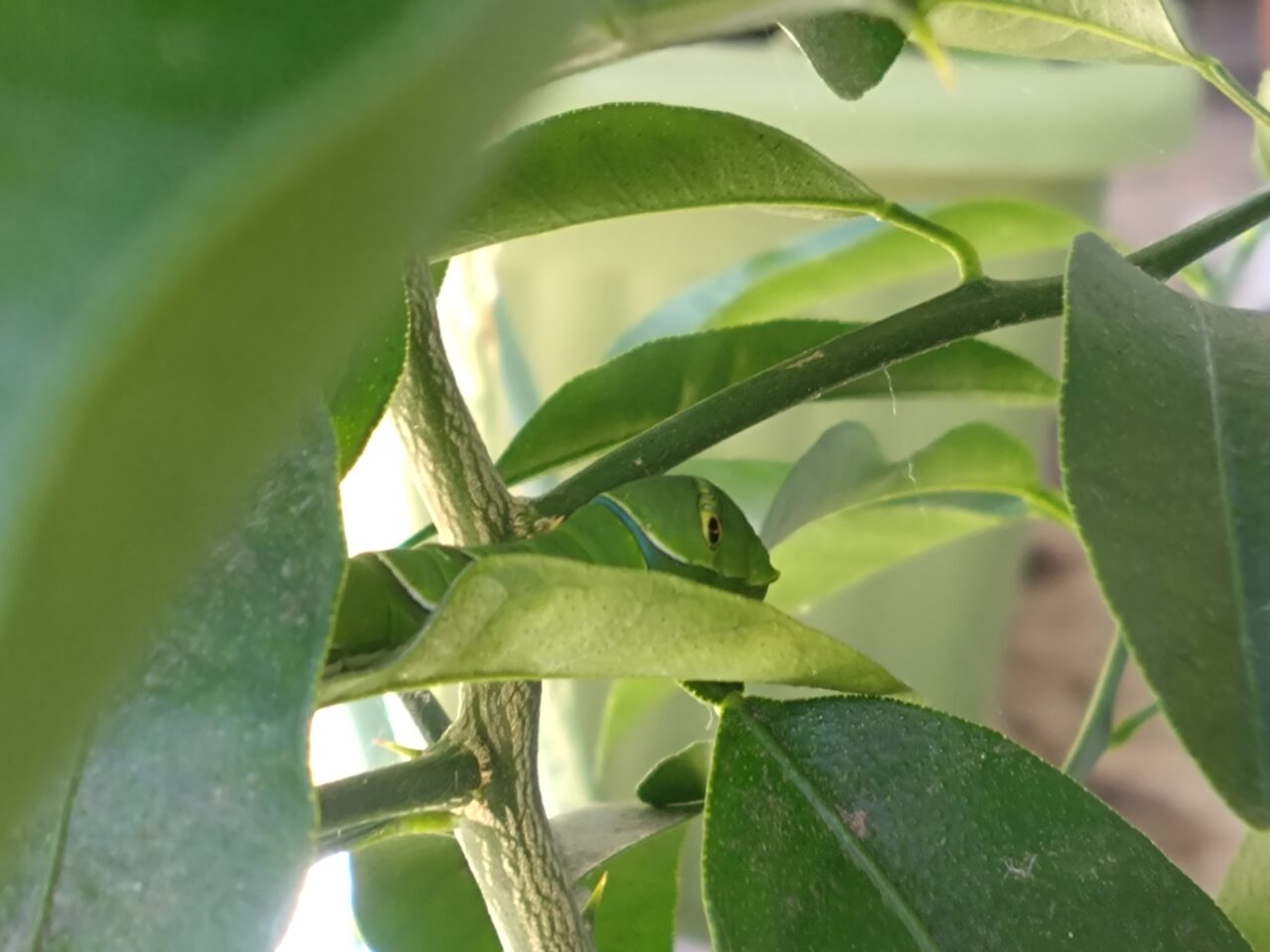 横から撮影したナミアゲハの5齢幼虫