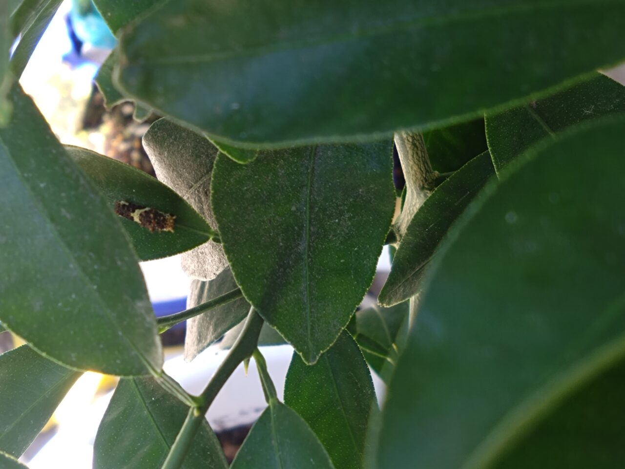 ５ミリくらい幅の黒と白が混じった色をしている幼虫。長さは２cmくらいでしょうか
