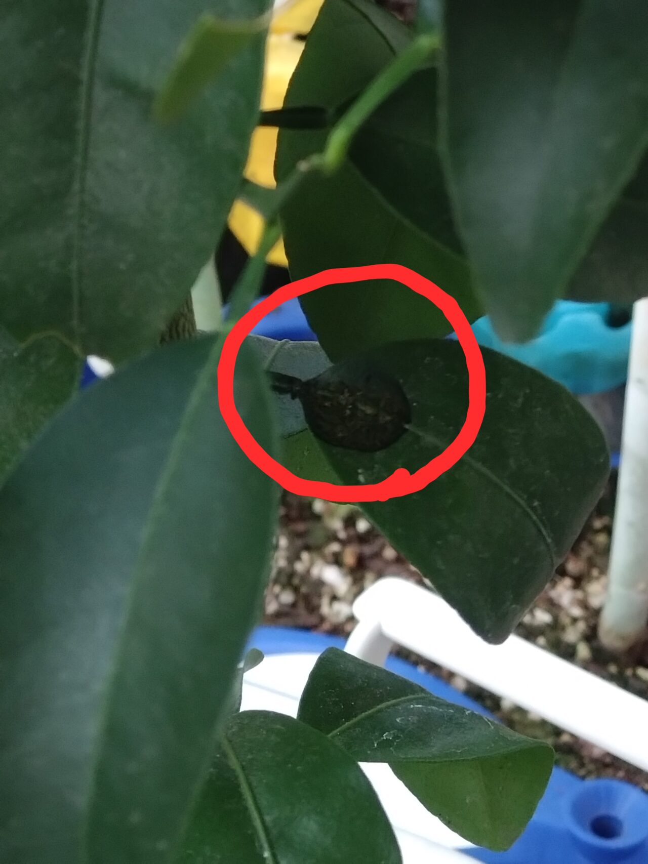 黒っぽい液体が葉の上についている