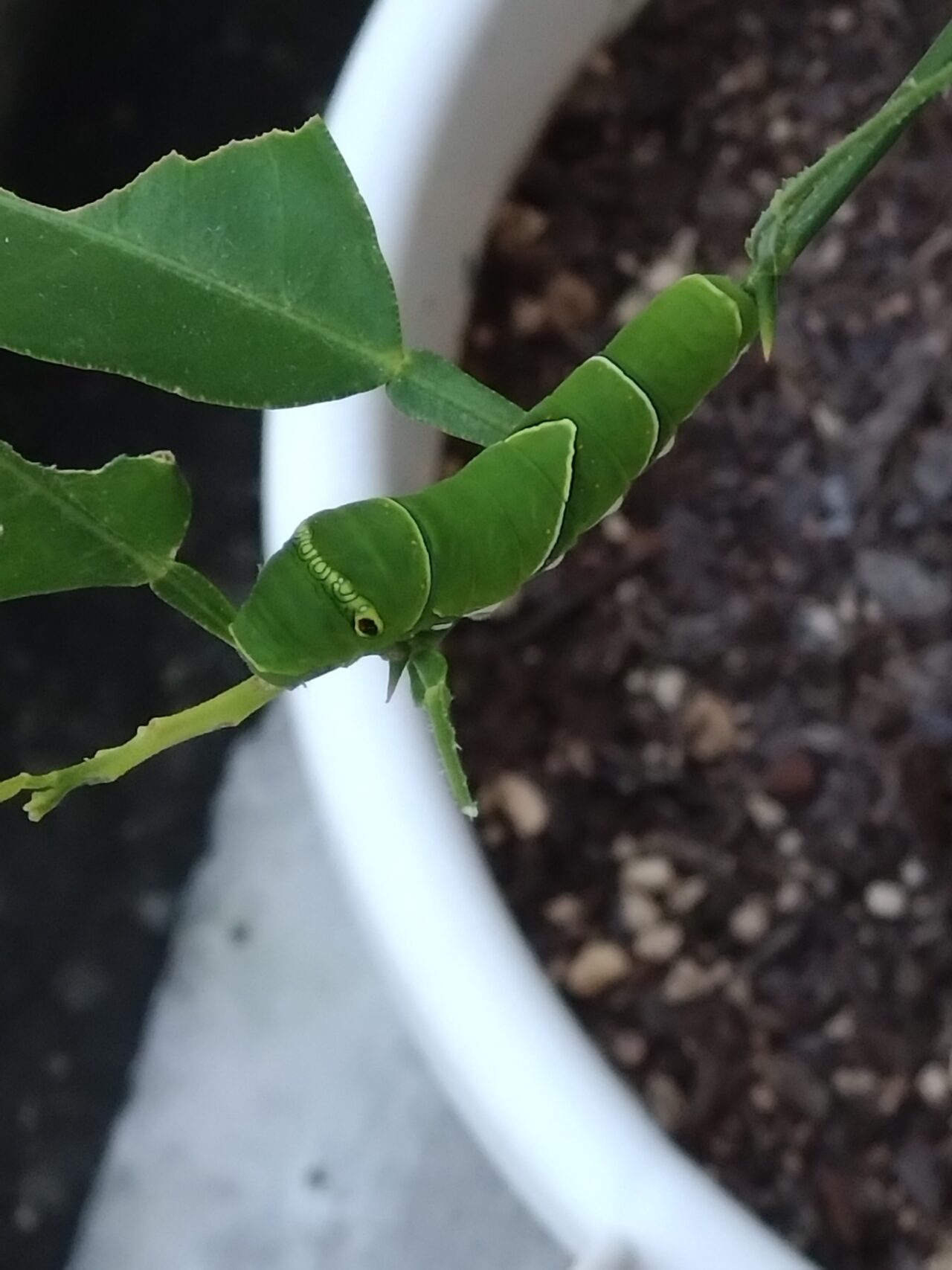 デコポンの枝を移動している5齢幼虫その1