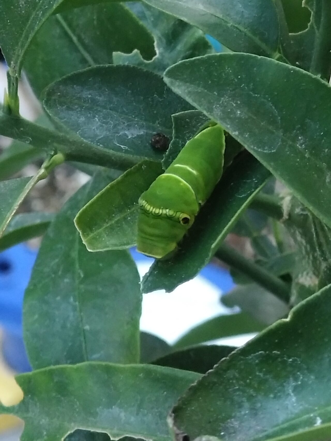 デコポンの葉の上にいる5齢幼虫その2