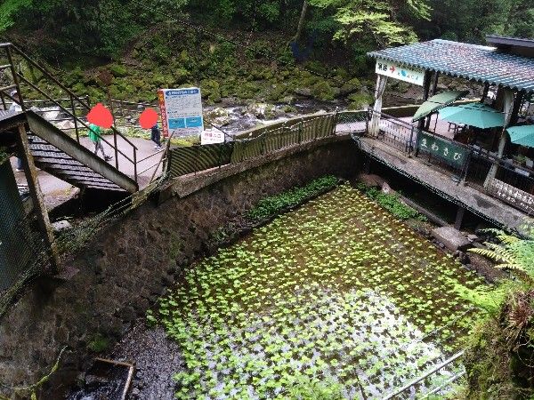 ワサビ沢