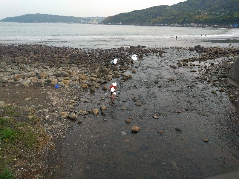 川の河口で生き物探し