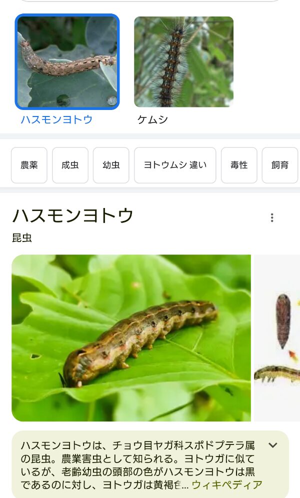 ハスモンヨトウの幼虫の画像